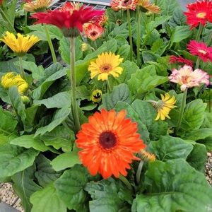 Meet your Posher, Winter!